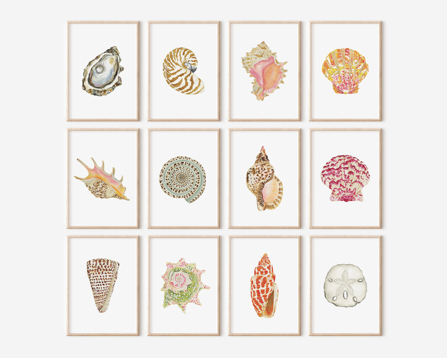 Sundial Shell Art Print 8x10 — Catherine Cartie